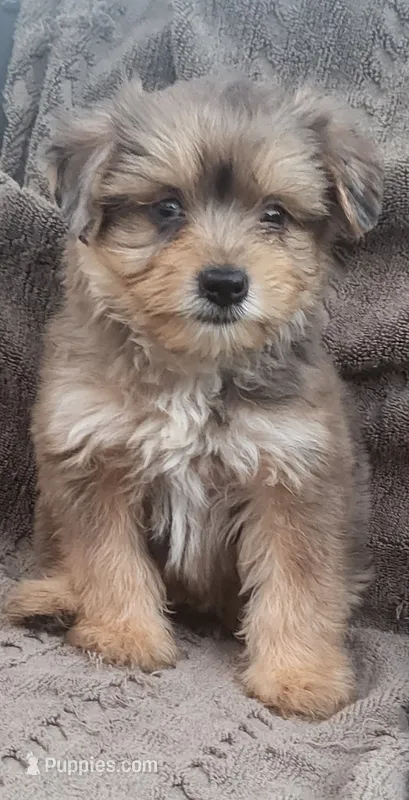 Bluey – Yorkshire Terrier puppy for sale in Hamlin, WV