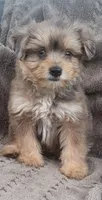Bluey, a male Yorkshire Terrier for sale in Hamlin, WV – 1 of 7