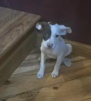Elsie, a male Jack Russell Terrier and Labrador Retriever for sale in Hamlin, WV – 3 of 4