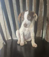 Ozzy, a male Jack Russell Terrier and Labrador Retriever for sale in Hamlin, WV – 4 of 5
