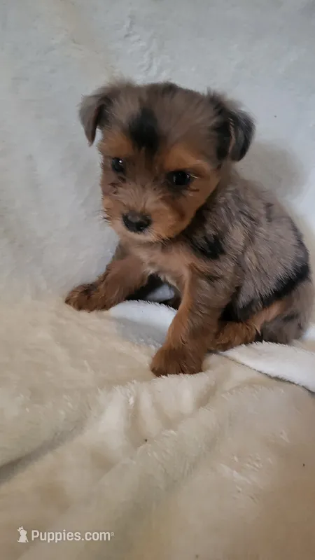 Van – Yorkshire Terrier puppy for sale in Hamlin, WV