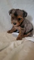 Van, a male Yorkshire Terrier for sale in Hamlin, WV – 1 of 4