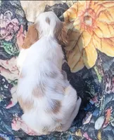 Freckles , a female Cavalier King Charles Spaniel for sale in Hamlin, WV – 4 of 6