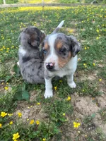 Milly, a female Australian Shepherd and Labrador Retriever for sale in Hamlin, WV – 2 of 4