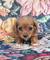 Barney , a male Cavalier King Charles Spaniel for sale in Hamlin, WV – 1 of 5