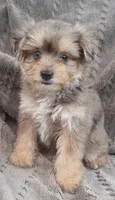 Bluey, a male Yorkshire Terrier for sale in Hamlin, WV – 7 of 7