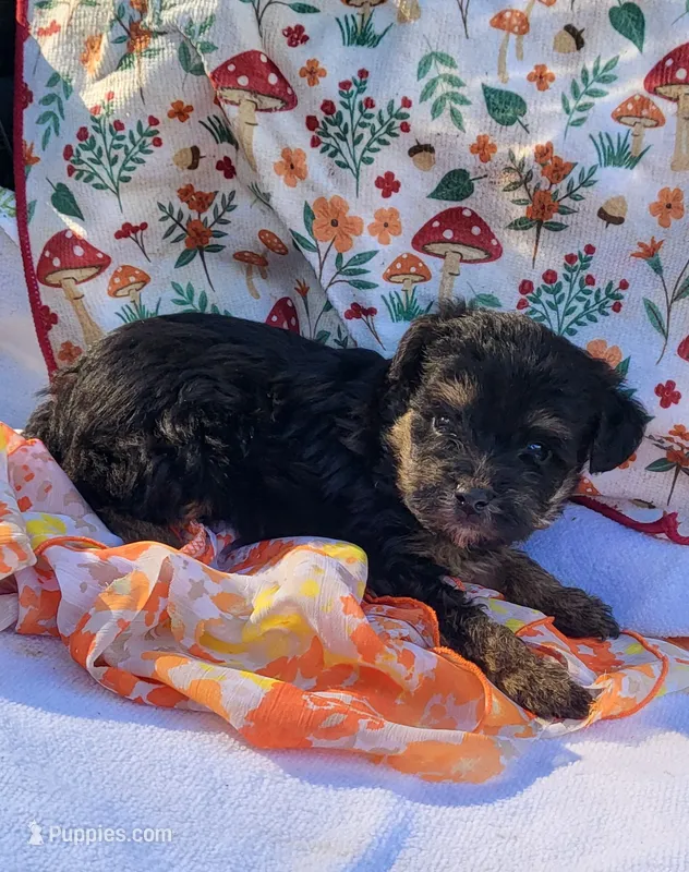 Billy – Yorkipoo puppy for sale in Hamlin, WV