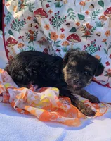 Billy, a male Yorkipoo for sale in Hamlin, WV – 1 of 5