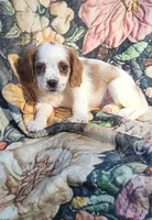 Freckles , a female Cavalier King Charles Spaniel for sale in Hamlin, WV – 6 of 6