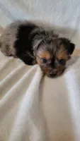 Missy, a female Yorkshire Terrier for sale in Hamlin, WV – 3 of 4