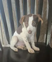 Ozzy, a male Jack Russell Terrier and Labrador Retriever for sale in Hamlin, WV – 5 of 5