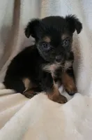 Hawk, a male Yorkshire Terrier for sale in Hamlin, WV – 3 of 5