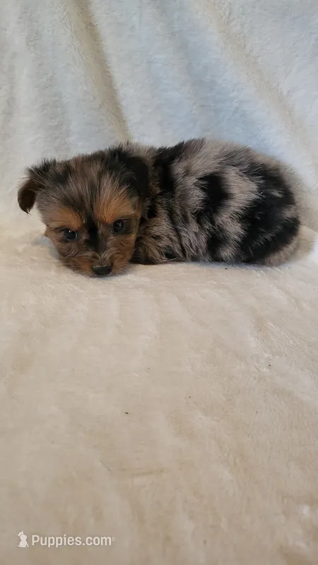 Missy – Yorkshire Terrier puppy for sale in Hamlin, WV