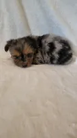 Missy, a female Yorkshire Terrier for sale in Hamlin, WV – 1 of 4