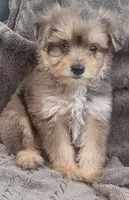 Bluey, a male Yorkshire Terrier for sale in Hamlin, WV – 4 of 7