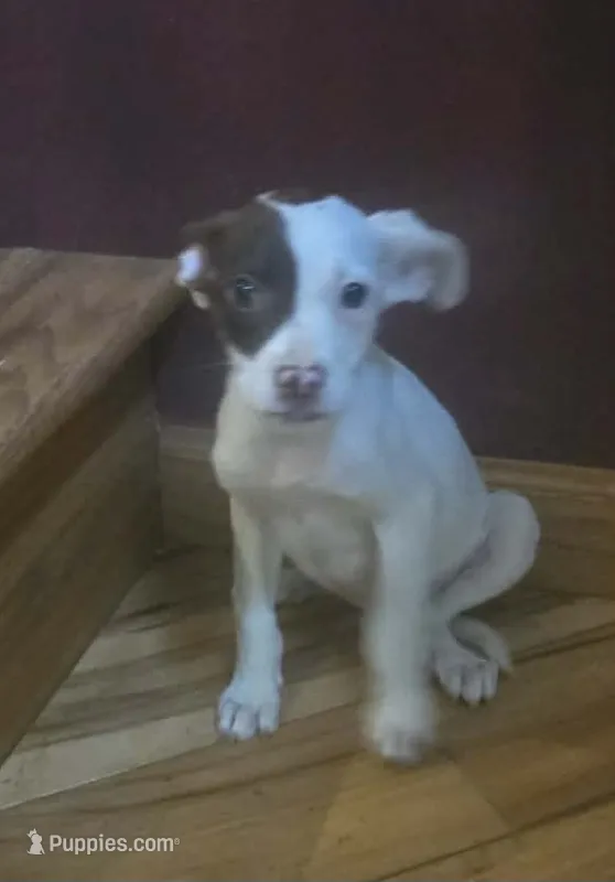 Elsie – Jack Russell Terrier, Labrador Retriever puppy for sale in Hamlin, WV