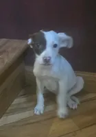 Elsie, a male Jack Russell Terrier and Labrador Retriever for sale in Hamlin, WV – 1 of 4