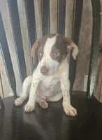 Ozzy, a male Jack Russell Terrier and Labrador Retriever for sale in Hamlin, WV – 3 of 5