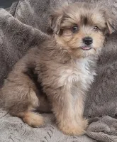 Bluey, a male Yorkshire Terrier for sale in Hamlin, WV – 6 of 7