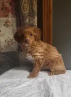 Wilson, a male Cavapoo for sale in Hamlin, WV – Photo 4 of 5