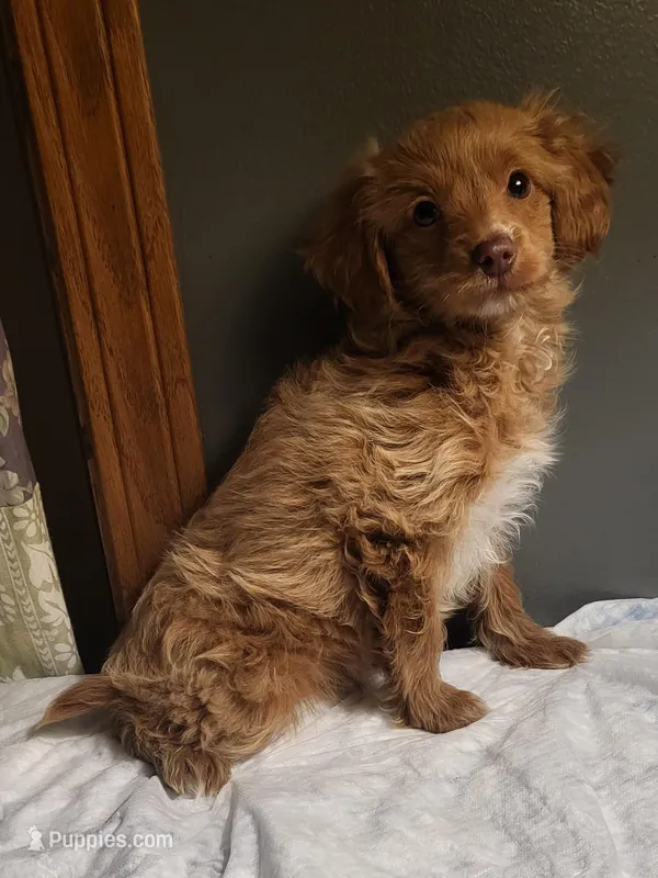 Wilson – Cavapoo puppy for sale in Hamlin, WV