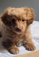 Wilson, a male Cavapoo for sale in Hamlin, WV – Photo 2 of 5