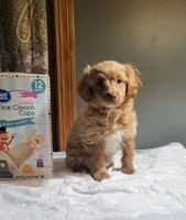 Wilson, a male Cavapoo for sale in Hamlin, WV – Photo 5 of 5