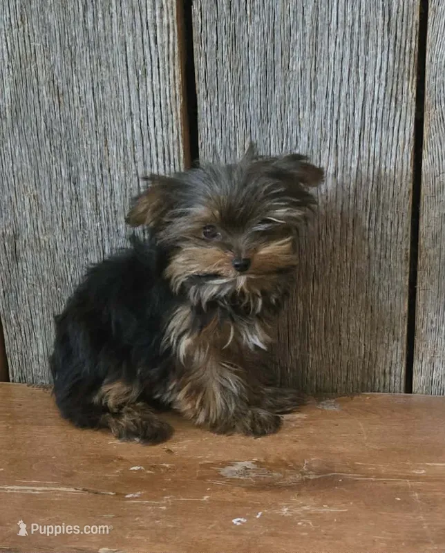 Princess  – Yorkshire Terrier puppy for sale in Hamlin, WV