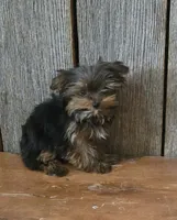 Princess , a female Yorkshire Terrier for sale in Hamlin, WV – 1 of 5