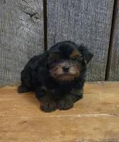 Marky, a male Yorkshire Terrier for sale in Hamlin, WV – 3 of 8