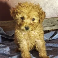 Willa, a female Poodle - Toy  for sale in Hamlin, WV – Photo 3 of 5