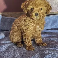 Willa, a female Poodle - Toy  for sale in Hamlin, WV – Photo 4 of 5