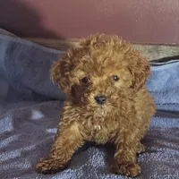 Willa, a female Poodle - Toy  for sale in Hamlin, WV – Photo 2 of 5