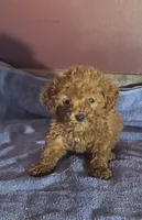 Willa, a female Poodle - Toy  for sale in Hamlin, WV – Photo 2 of 5