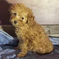 Willa, a female Poodle - Toy  for sale in Hamlin, WV – Photo 1 of 5