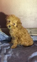 Willa, a female Poodle - Toy  for sale in Hamlin, WV – Photo 1 of 5