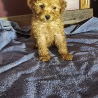 Willa, a female Poodle - Toy  for sale in Hamlin, WV – Photo 5 of 5