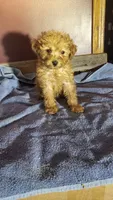 Willa, a female Poodle - Toy  for sale in Hamlin, WV – Photo 5 of 5