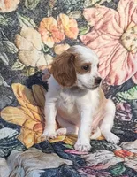 Freckles , a female Cavalier King Charles Spaniel for sale in Hamlin, WV – 2 of 6