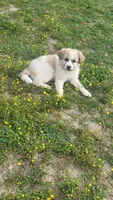 Molly, a female Great Pyrenees for sale in Hamlin, WV – 3 of 3