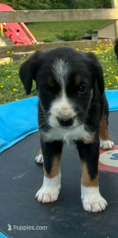 Billy – Australian Shepherd, Labrador Retriever puppy for sale in Hamlin, WV