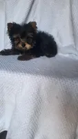 Tommy, a male Yorkshire Terrier for sale in Hamlin, WV – Photo 3 of 3