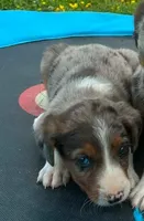 Phil, a male Australian Shepherd and Labrador Retriever for sale in Hamlin, WV – 2 of 4
