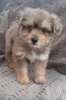 Bluey, a male Yorkshire Terrier for sale in Hamlin, WV – 5 of 7