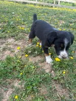 Billy, a male Australian Shepherd and Labrador Retriever for sale in Hamlin, WV – 2 of 5