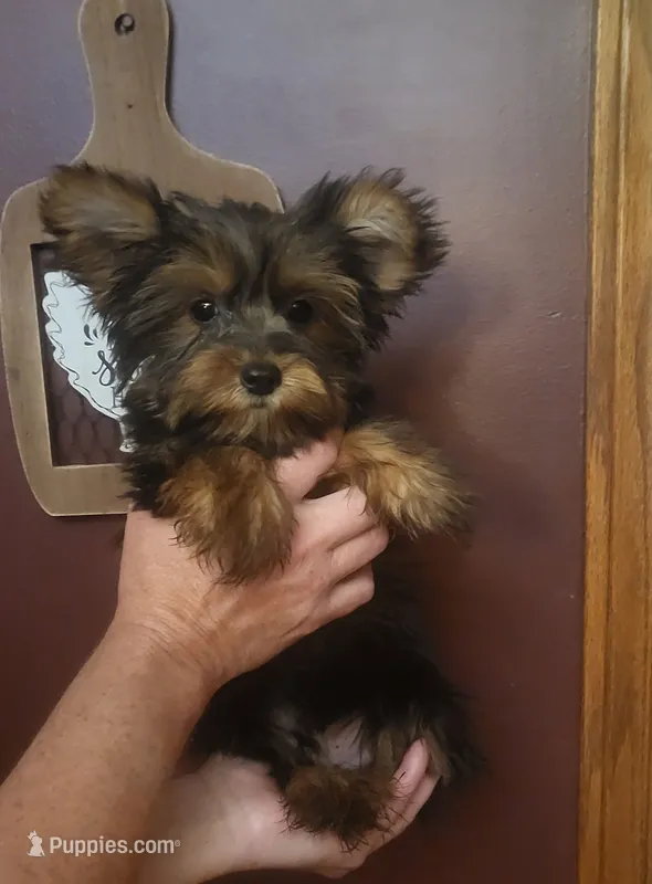 Judd – Yorkshire Terrier puppy for sale in Hamlin, WV