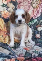 Freckles , a female Cavalier King Charles Spaniel for sale in Hamlin, WV – 5 of 6