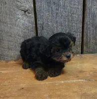 Marky, a male Yorkshire Terrier for sale in Hamlin, WV – 8 of 8