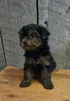 Marky, a male Yorkshire Terrier for sale in Hamlin, WV – 7 of 8