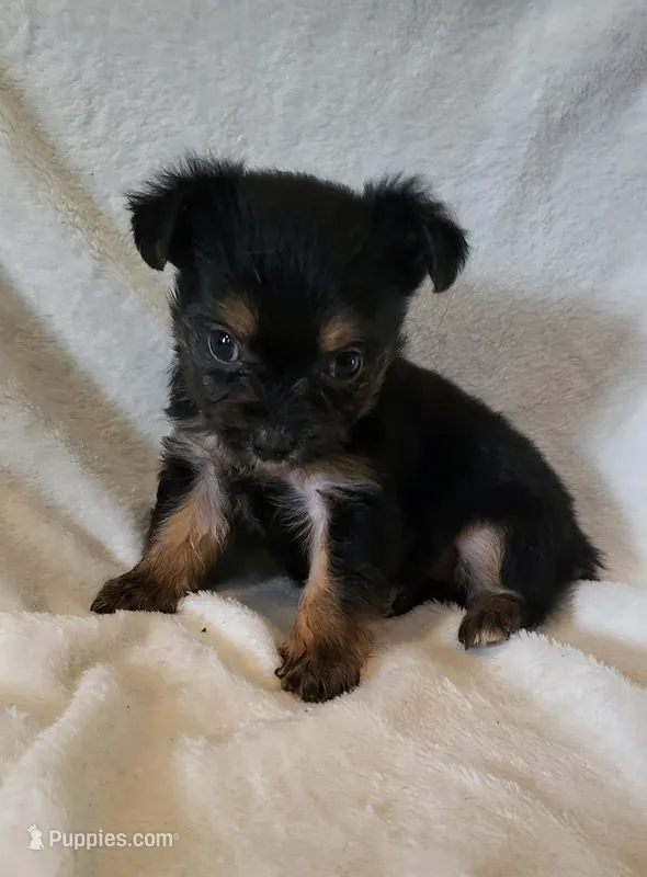 Hawk – Yorkshire Terrier puppy for sale in Hamlin, WV